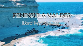 Discovering Península Valdés A UNESCO Treasure of Marine Wonders [upl. by Ailedamla]