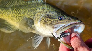 Surprise Murray Cod Caught On A Tiny Soft Plastic And 4lb Fishing Line [upl. by Donnamarie]