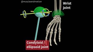 CONDYLOID JOINT [upl. by Llevol696]