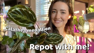 Lets REPOT with me  Calathea medallion plant repot and care guide [upl. by Ecnaralc667]