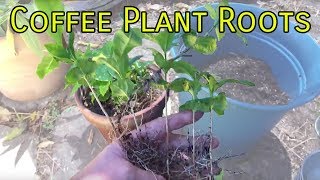 Coffee Plant Roots [upl. by Tocci]