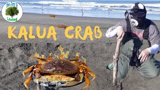 Crabbing California Coast EPS 7  Crab Snaring  Ocean Beach  Catch amp Cook Kalua Crab [upl. by Nosreffej193]