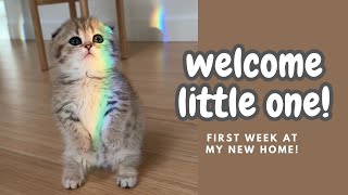 Our first week with Eleanor a scottish fold munchkin [upl. by Widera]