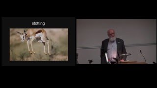 Daniel Dennett DeDarwinizing Culture [upl. by Encratia]