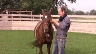 Hackamore Anpassung Vaquero Horsemanship [upl. by Eidnim]