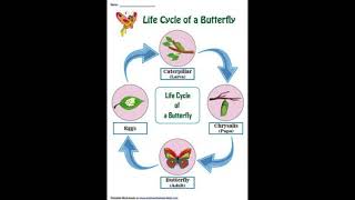 Butterfly life cycle [upl. by Arbmahs]