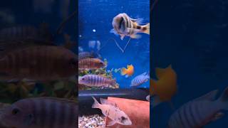 Malawi Cichlids aquarium fishaquarium fish fishtank fishkeeping cichlid cichlids [upl. by Annemarie562]