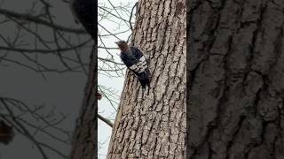 LOOK 👀  Baby Red headed woodpecker [upl. by Aimik]