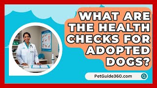 What Are the Health Checks for Adopted Dogs  PetGuide360com [upl. by Jarvey423]