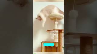 Funny Cats 2025 🐕 funny cats moments 🐈‍⬛ worldofanimals Ep 7049 [upl. by Eninej]