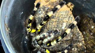 Feeding Poecilotheria Fasciata [upl. by Luna44]