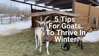 5 Tips For Goats To Thrive In Winter [upl. by Noni]