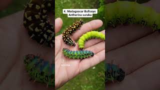 Top 6 CRAZY CATERPILLARS [upl. by Tatiana283]