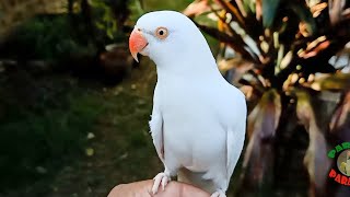 Amazing White Ringneck Parrot [upl. by Malvia12]