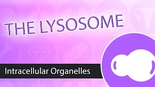 Intracellular Organelles The Lysosome [upl. by Sou]