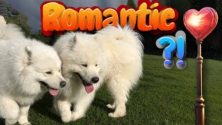 A close look at a FEMALE Samoyed dog and a MALE Samoyed dog [upl. by Arlena]