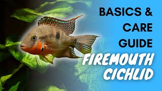 Firemouth Cichlid Basics And Care Guide [upl. by Ahsiuqel429]