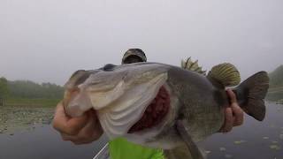 Top Water Bass Fishing  Santee Cooper [upl. by Mackay930]