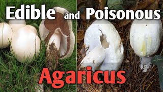 How to tell an edible agaricus mushroom from a poisonous one [upl. by Richel925]