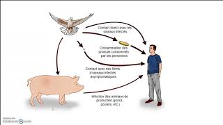 les aliments et les microorganismes VF [upl. by Engenia]