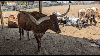 Fort Worth Stockyards  June 3 2023 [upl. by Duile586]