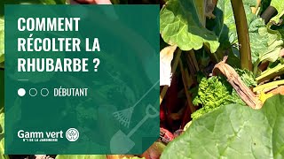 TUTO Comment récolter ma rhubarbe   Jardinerie Gamm vert [upl. by Esoj889]