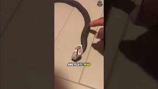 What Happens When You Touch This Snake [upl. by Vaios]