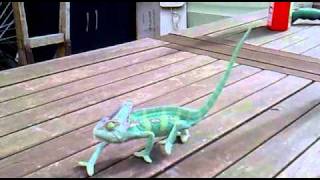 Chameleon walking [upl. by Montague]