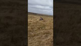 Almost Stepped On It pheasant pheasanthunting bwfilms [upl. by Okika]