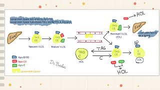 Lipoproteins LDL amp HDL [upl. by Fredric]