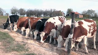 OSLONAC KOLUBARE  DOMAĆINSTVO ŽUJOVIĆ [upl. by Modnarb603]