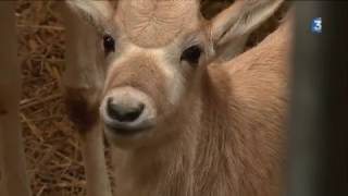 SOFF NAISSANCE ANTILOPE AU ZOO D AMIENS [upl. by Nathanil]