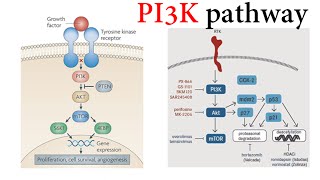 Pi3k Pathway [upl. by Annek]