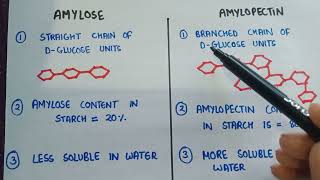 Amylose and amylopectin  difference between Amylose and amylopectin [upl. by Ihp351]