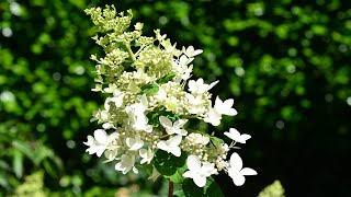 Panicle Hydrangea Hydrangea paniculata [upl. by Marisa]