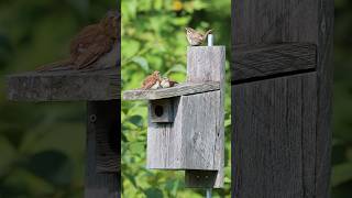 A minute with a Carolina wren family 🧡 [upl. by Janicki978]