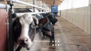 DeLaval Optimat™ Master på Torp [upl. by Nwahc448]