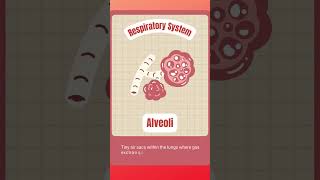 what is Alveoli alveoli function in respiratory system shortsfeed biology shorts [upl. by Hsac]