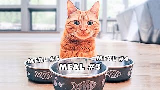 How Many Meals Does Your Cat Need A Day [upl. by Everara559]