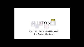 Üst Ekstremite Eklemleri Anatomisi Basit Anlatım [upl. by Jaynell]