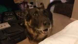 German Shepherd Throws a Temper Tantrum [upl. by Aicilehp932]