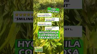 ⭐️⭐️⭐️⭐️⭐️ Customer Reviews  HYGROPHILA CORYMBOSA PARAWITOTA RUGGED [upl. by Jennilee437]