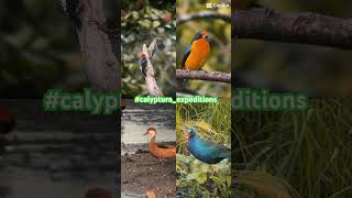 Birding tours with René Santos birdwatching naturelovers [upl. by Georgina]