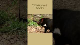 Tasmanian Devil shorts funny [upl. by Lacagnia694]