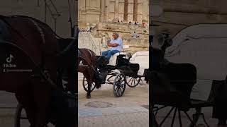 horseandcarriage pferdekutsche palma sightseeing needmorespeed kathedralepalma [upl. by Enahpets506]