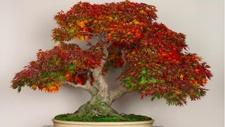 Acer palmatum Ariadne [upl. by Nizam]