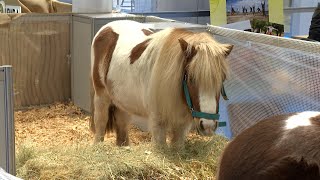 100X100 Mascota reúne a ponis conejos y más de cien gatos en su primera jornada [upl. by Noemys]