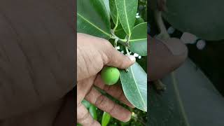 புன்னை மரம்  Calophyllum inophyllum special tree evergreen native plants village life [upl. by Laet]