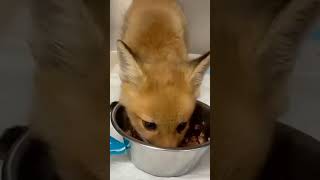 Abandoned fox cub in the backyard was rescued by a man fox rescuefox short [upl. by Cloris]