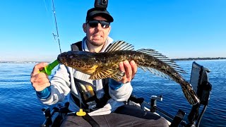 Kayak Fishing for Flathead and Whiting in local Waters [upl. by Monney]